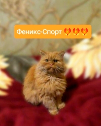 Ф✓