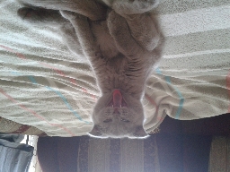 ЕР