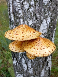 ВС